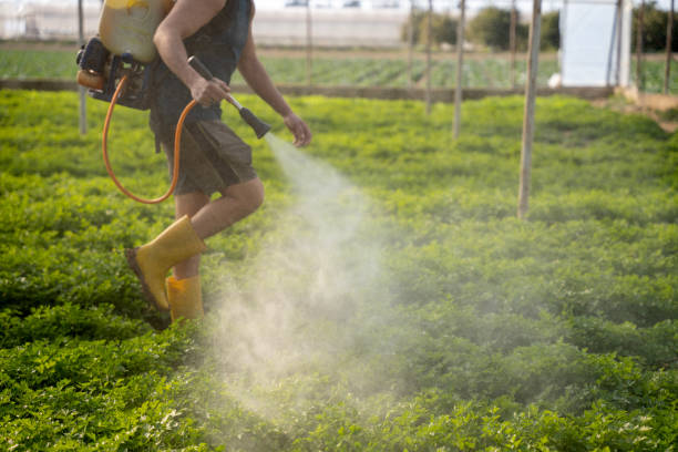 Best Mosquito Control Services  in Banks, OR
